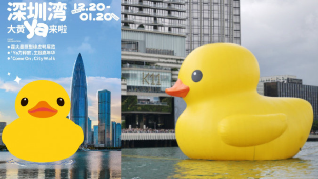 大黃鴨由明日開始，將在深圳灣展出。