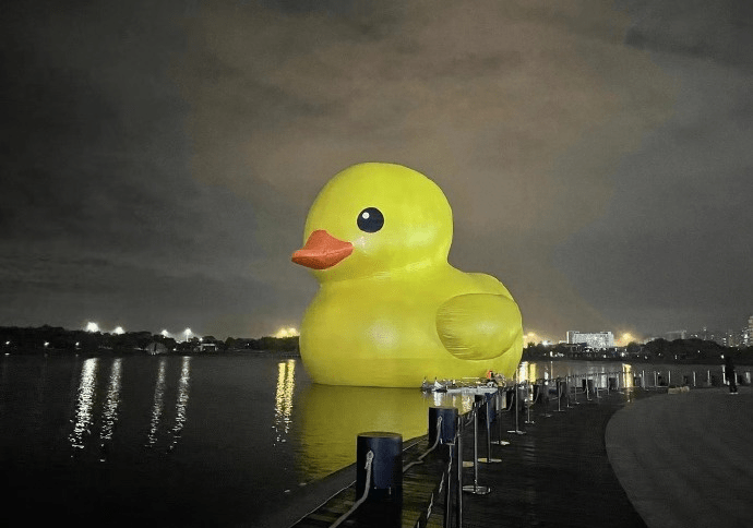 巨型大黃鴨“游”到深圳灣， 現(xiàn)身深圳人才公園。