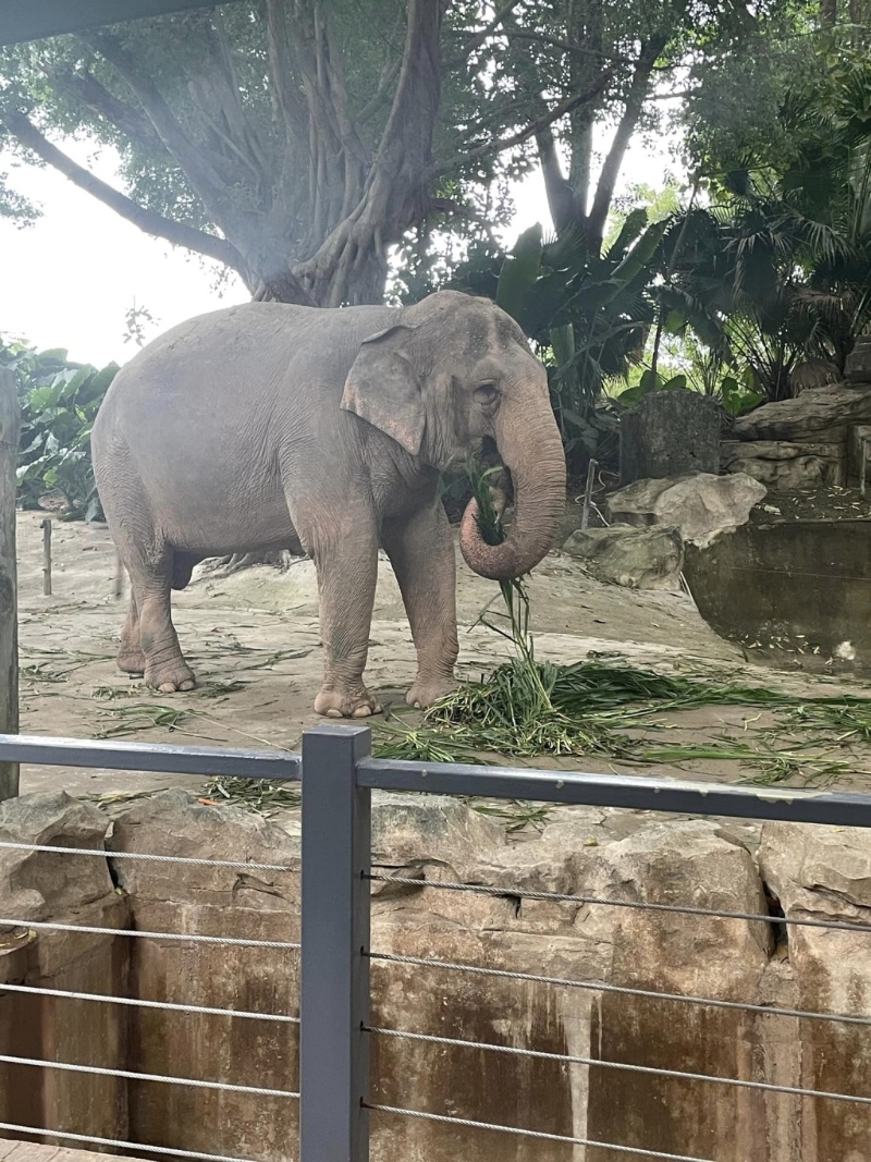 （圖片授權(quán)：Anita Wu、Ivy Yip）