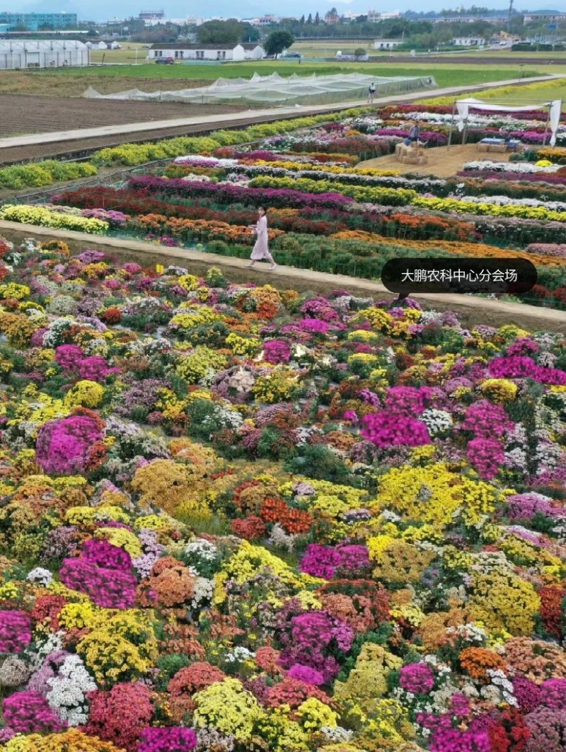 于大鵬中國農(nóng)科院深圳農(nóng)業(yè)基因組研究所綜合試驗基地欣賞菊花外，還參加露營市集、企業(yè)花展及藝術(shù)展演等各種文化活動。