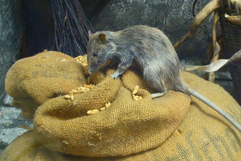 戰(zhàn)場的混亂、死尸、無人區(qū)，都導(dǎo)致老鼠肆虐。