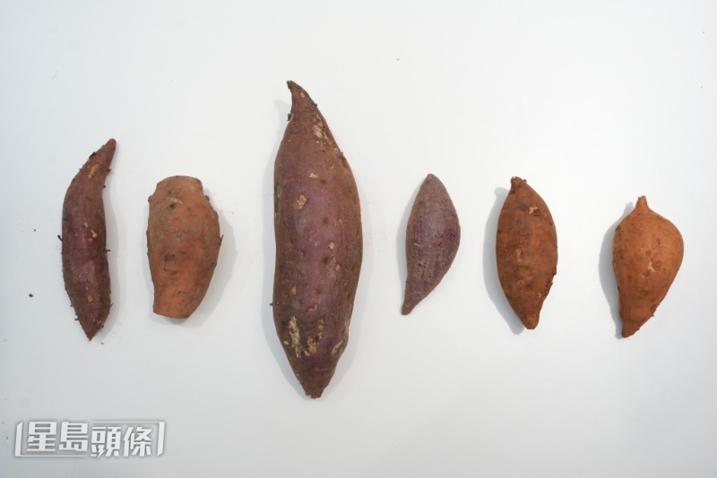 番薯大小及品種各異，吃起來的味道與口感也截然不同。