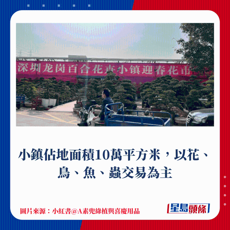 9.龍崗區(qū) 百合花卉小鎮(zhèn)