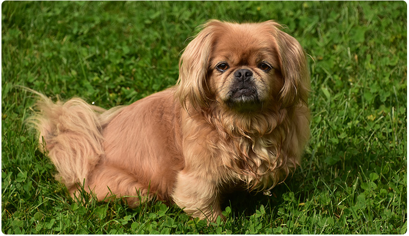 寵物護(hù)理及保健高級(jí)文憑