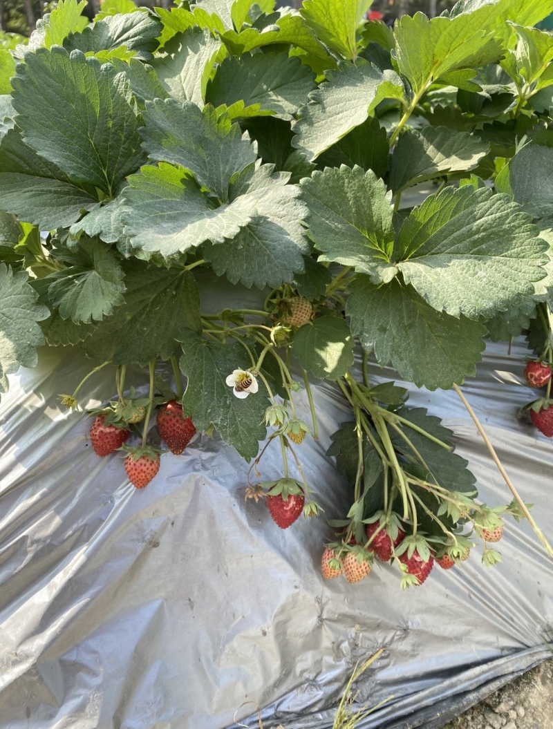 （圖片來(lái)源：《親子王》）