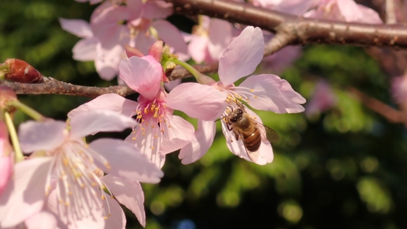 園內(nèi)種植了20多棵櫻花樹，品種為八重櫻，該批櫻花為去年由香港花卉展覽移植到天水圍公園（圖片來源：康文署）