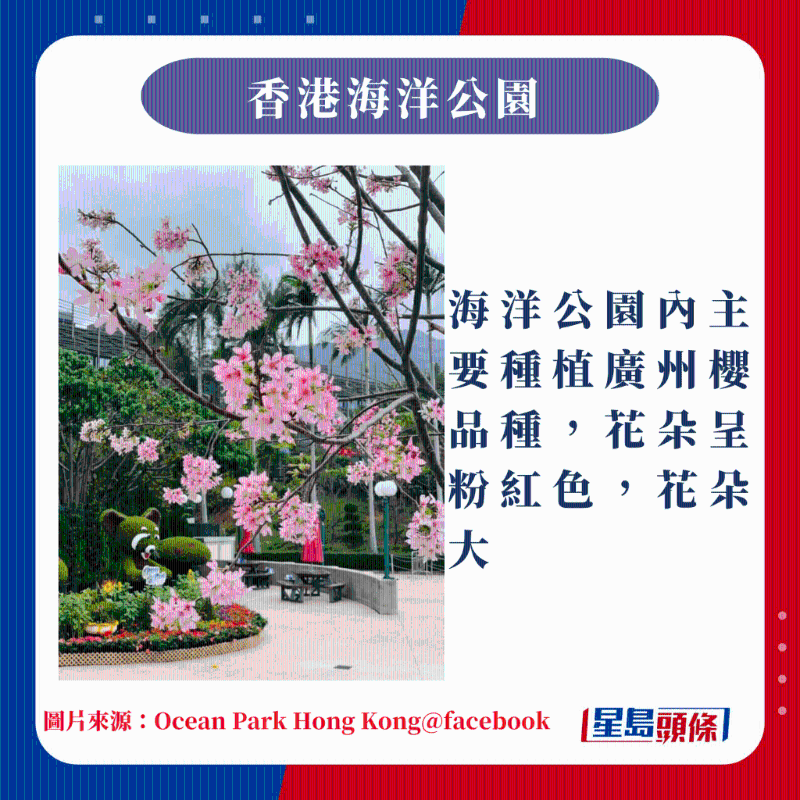 香港10大賞櫻熱點(diǎn)｜海洋公園內(nèi)主要種植廣州櫻品種，花朵呈粉紅色，花朵大