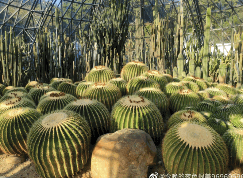 仙湖植物園 仙湖植物園