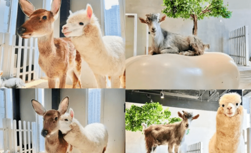 Lollypet 萌寵樂園 Lollypet 萌寵樂園