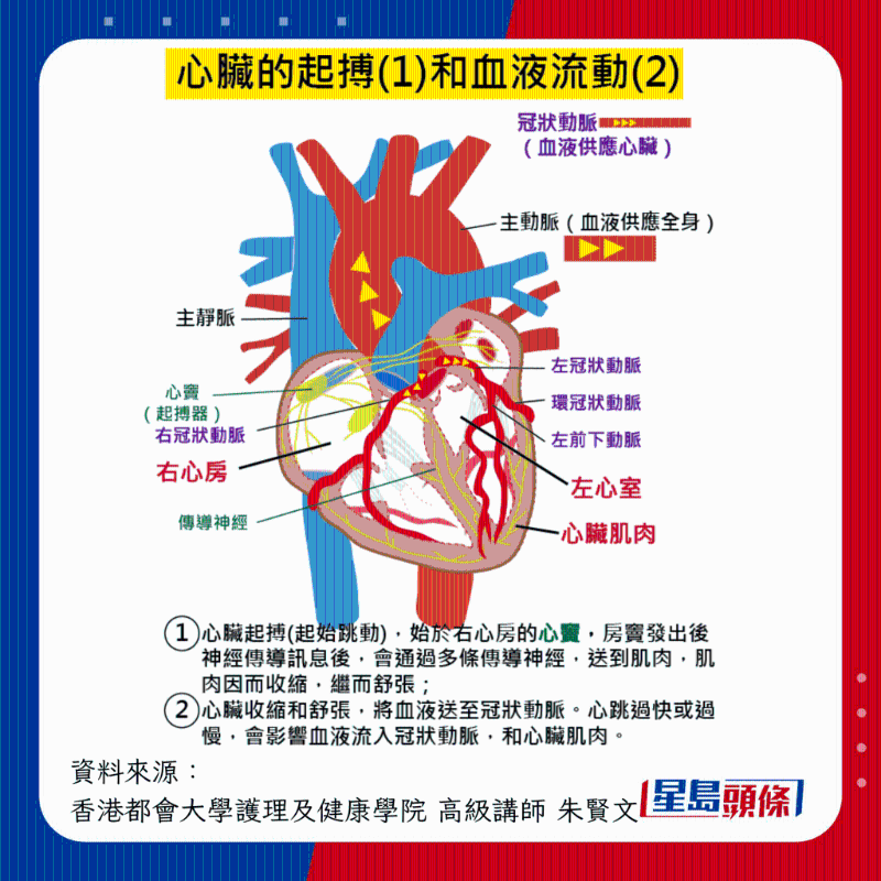 心臟的起搏與血液的流動(dòng)