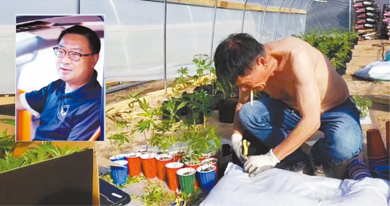 華裔富商被指斥百萬美元種植大麻 華裔富商被指斥百萬美元種植大麻