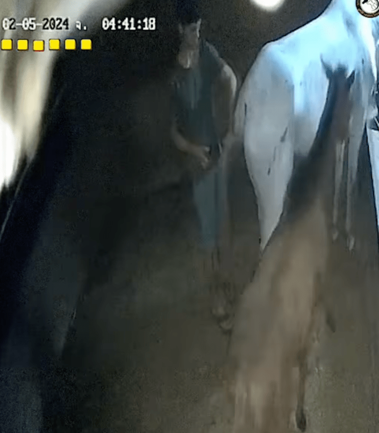 美藉男子對馬匹有不雅動作 美藉男子對馬匹有不雅動作