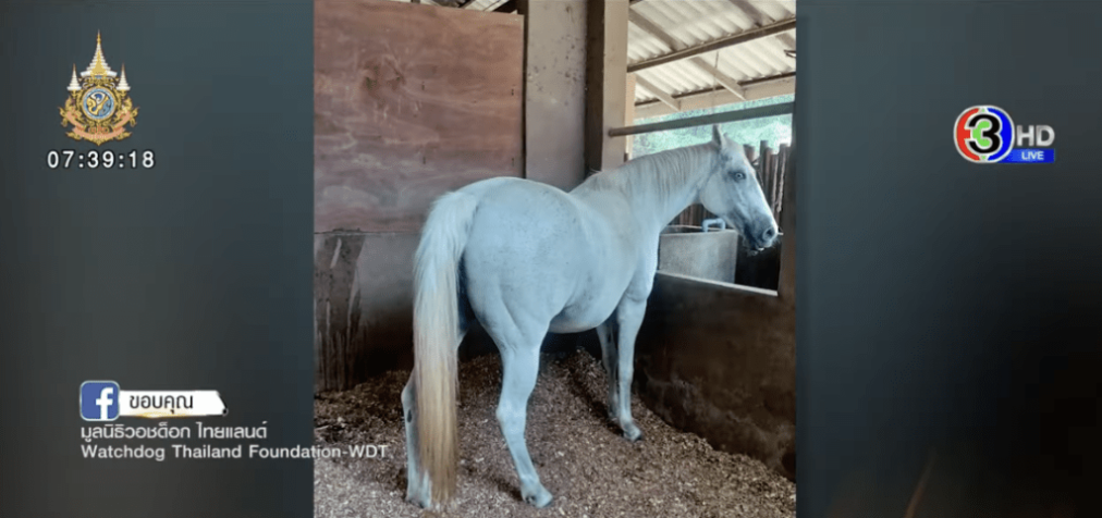 被性侵的母馬 被性侵的母馬