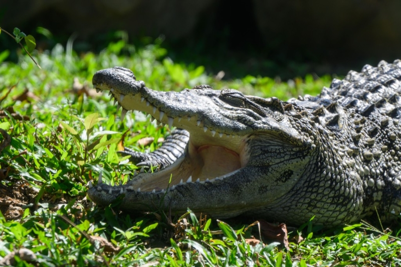 八鄉(xiāng)鱷魚百香果