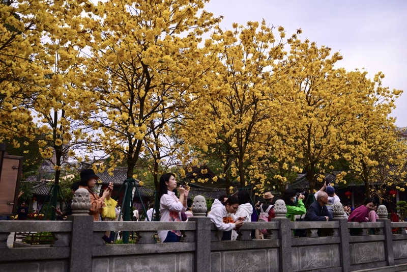 在蓮池旁種有兩排風(fēng)鈴木。