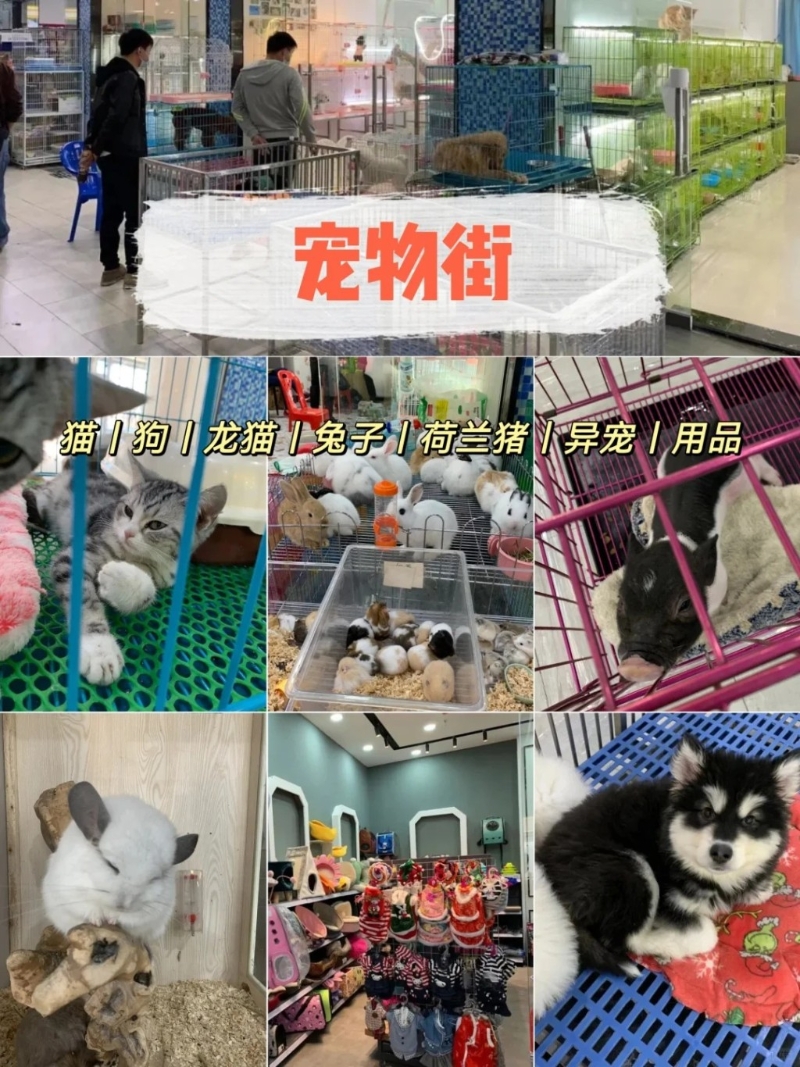 寵物區(qū) 寵物區(qū)