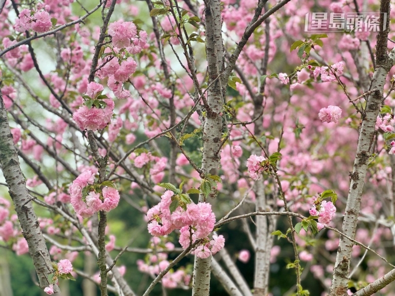 雖然數(shù)量不多，但勝在已達(dá)滿(mǎn)開(kāi)狀態(tài)。