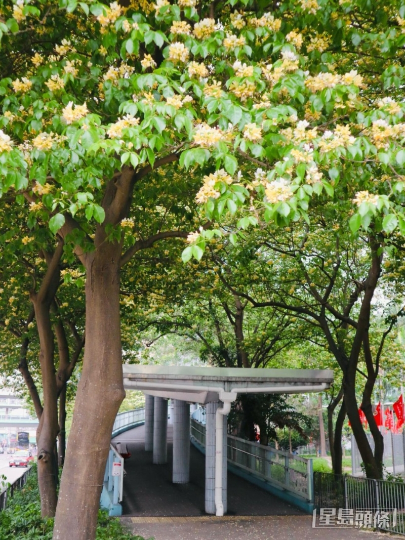 行人天橋入口是熱門打卡位！