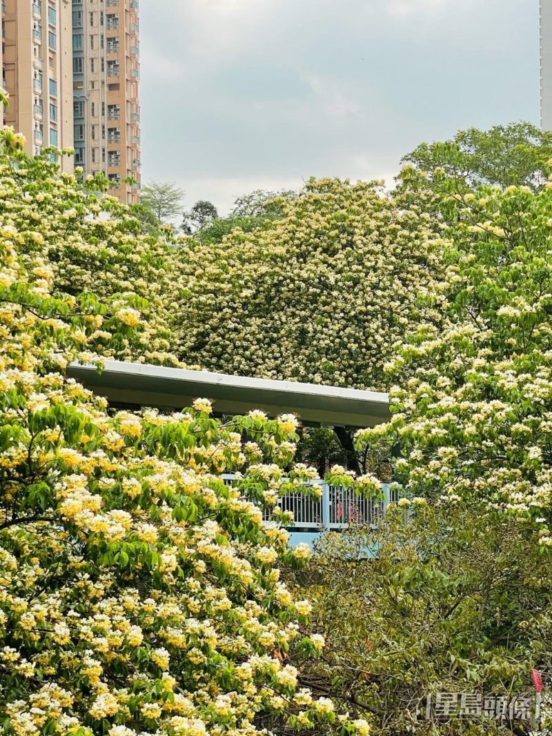 位于大角咀的櫻桃街行人天橋一帶種有幾十棵魚木樹，最近有網(wǎng)友發(fā)現(xiàn)已經(jīng)進(jìn)入花期！