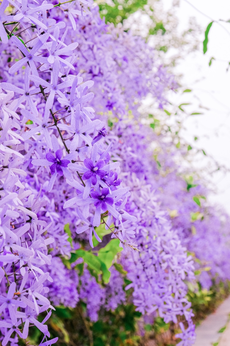 通往觀音圣像的小路成為一條紫色花海隧道。