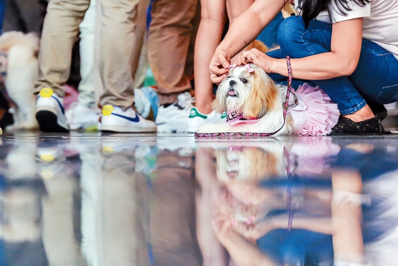 香港寵物經(jīng)濟興起，當中寵物醫(yī)療需求龐大，寵主絕不吝嗇醫(yī)療費。