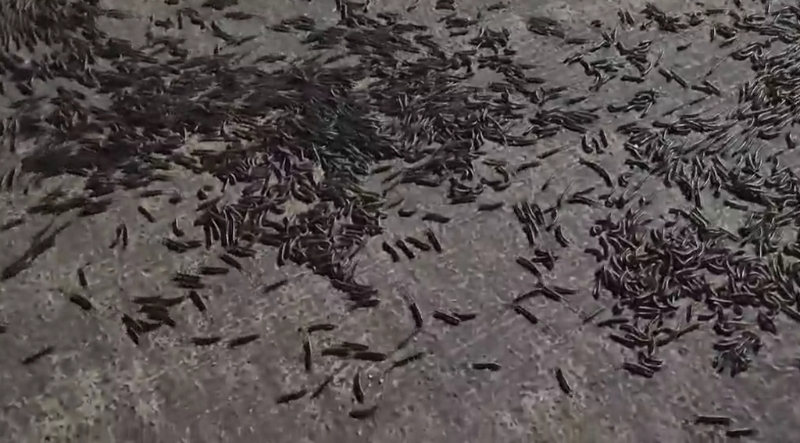 巨量馬陸竄出土