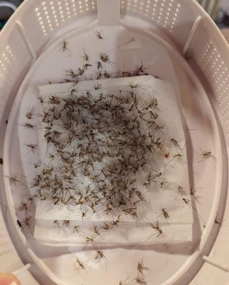 網(wǎng)民貼出護(hù)膚品+吸蚊器的成果。