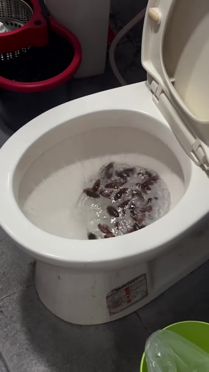 將蟑螂尸倒進馬桶沖走。
