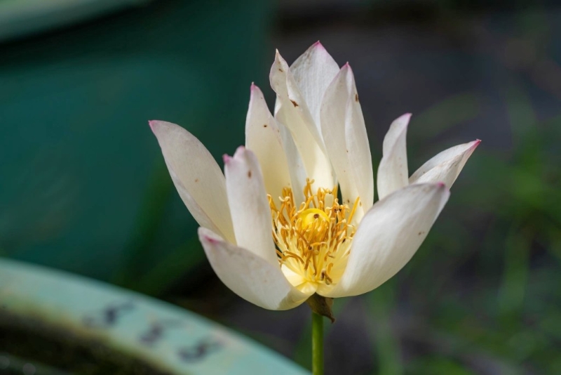 荷花“神州美?澳”