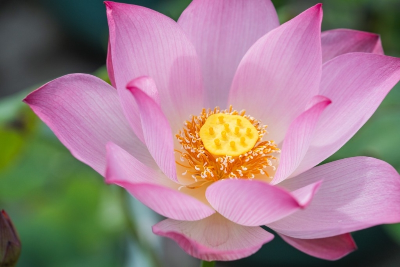 荷花有不同美態(tài)，大家可以慢慢找出心目中最美的荷花。