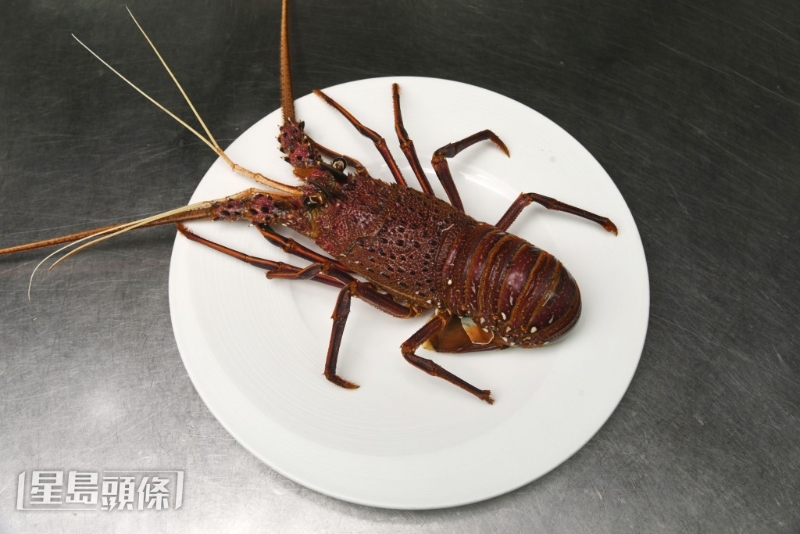 時令乳龍蝦特別鮮甜。