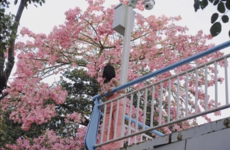 蕭崗天橋可觀賞異木棉。(圖片來源：小紅書@福西西)