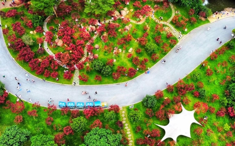 帽峰山森林公園 按官方發(fā)布的最新消息，帽峰山的紅葉已經(jīng)變紅。（圖片來源：小紅書@廣州帽峰山）