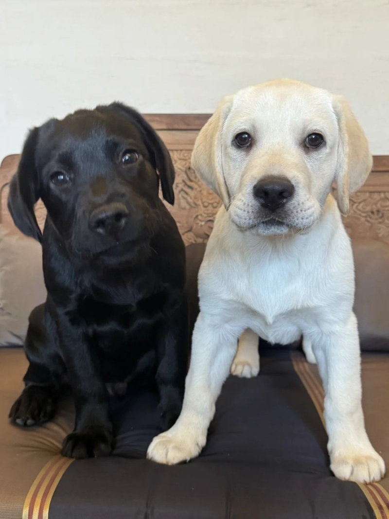 劉嘉玲日前在小紅書貼出一張照片，并寫上：“新家庭成員：Batman and Benjamin！”原來是分別為黑色及白色的可愛拉布拉多，網(wǎng)民都搞笑留言：“看起來也蠻社恐的”。