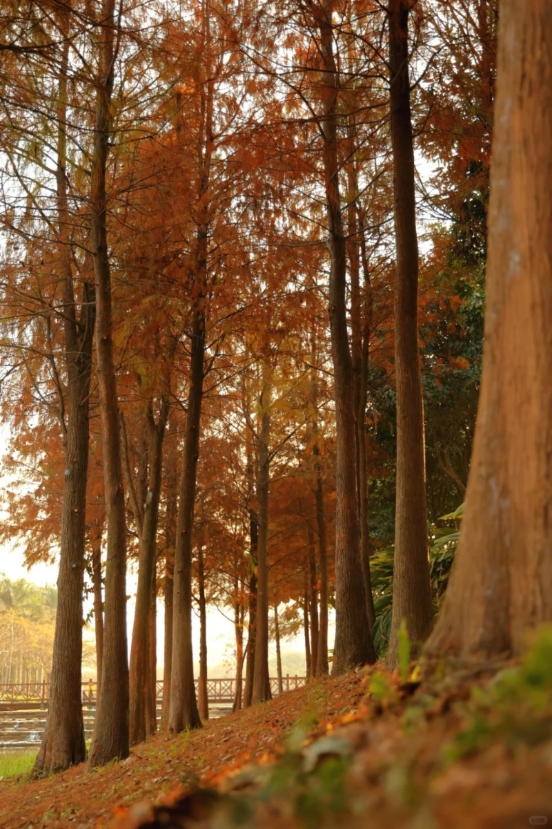 聚龍山濕地公園屬坪山區(qū)的一個生態(tài)公園（圖片來源：小紅書@NSOSON）