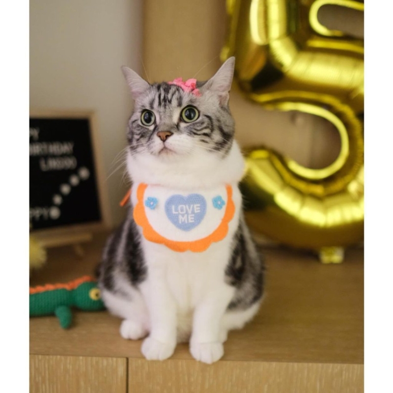 昨日（23日）都系蔡卓妍愛貓的生日。1