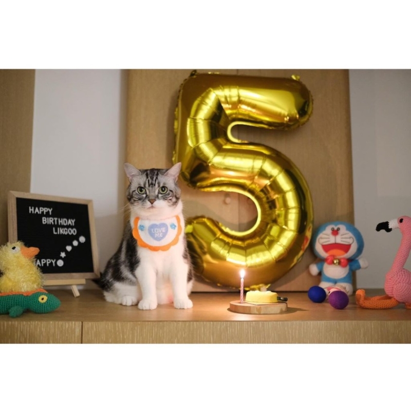 昨日（23日）都系蔡卓妍愛貓的生日。