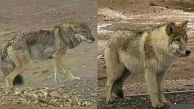 可可西里網(wǎng)紅狼