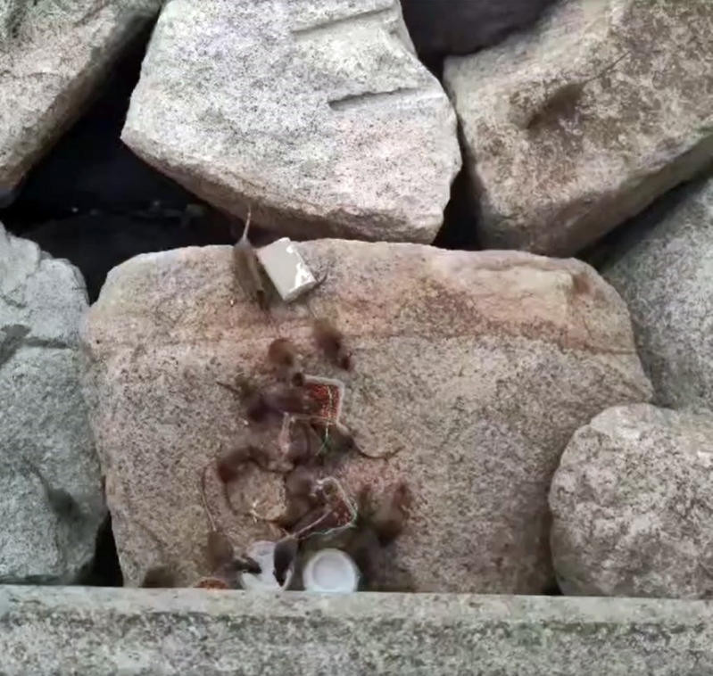 灣仔會展海濱出現(xiàn)恐怖鼠群。