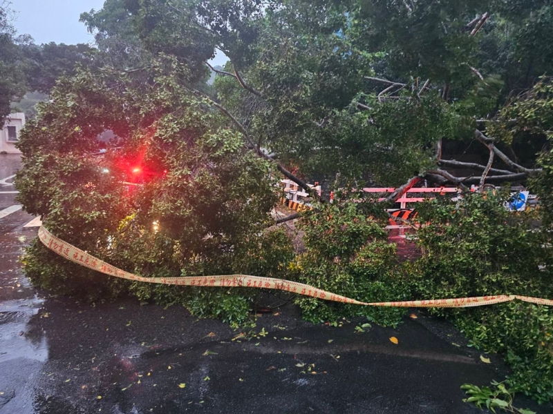 大樹倒塌 大樹倒塌