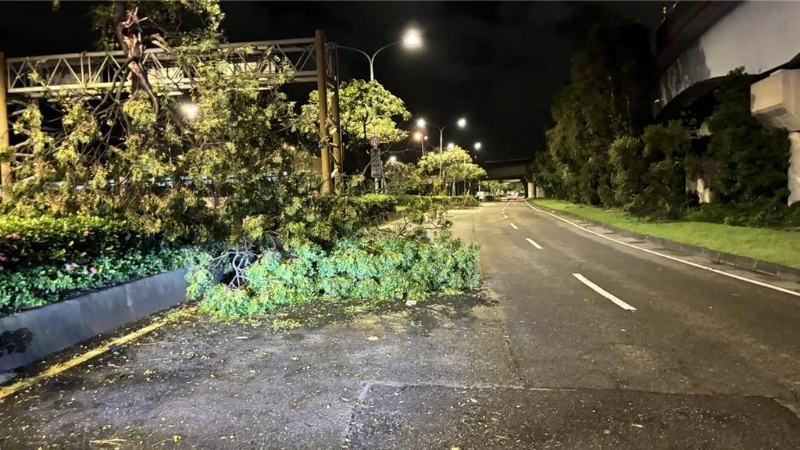 康妮臺風造成北市堤頂大道21處路樹倒塌。