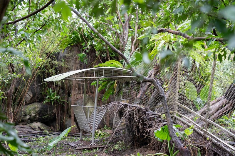 樹木被吹倒 樹木被吹倒