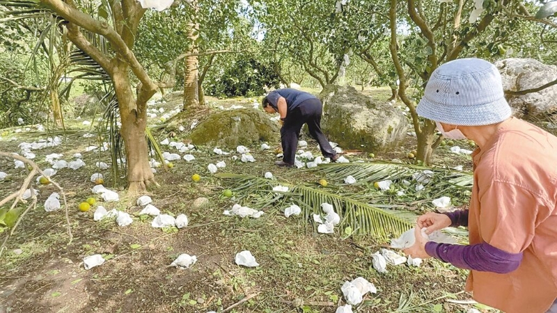 臺東縣成功鎮(zhèn)臍橙落果滿地 臺東縣成功鎮(zhèn)臍橙落果滿地