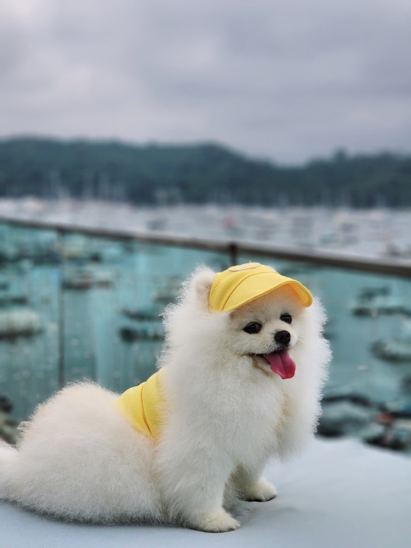 此外，The Pier首次舉辦“毛孩最佳造型獎”比賽，以秋日度假風(fēng)為主題，“萌寵變裝照相區(qū)”將布置成秋日野餐布置，由專業(yè)攝影師即席為毛孩與家長海景前拍下美照，不但可獲取一張4R相片以及3張電子版照片。