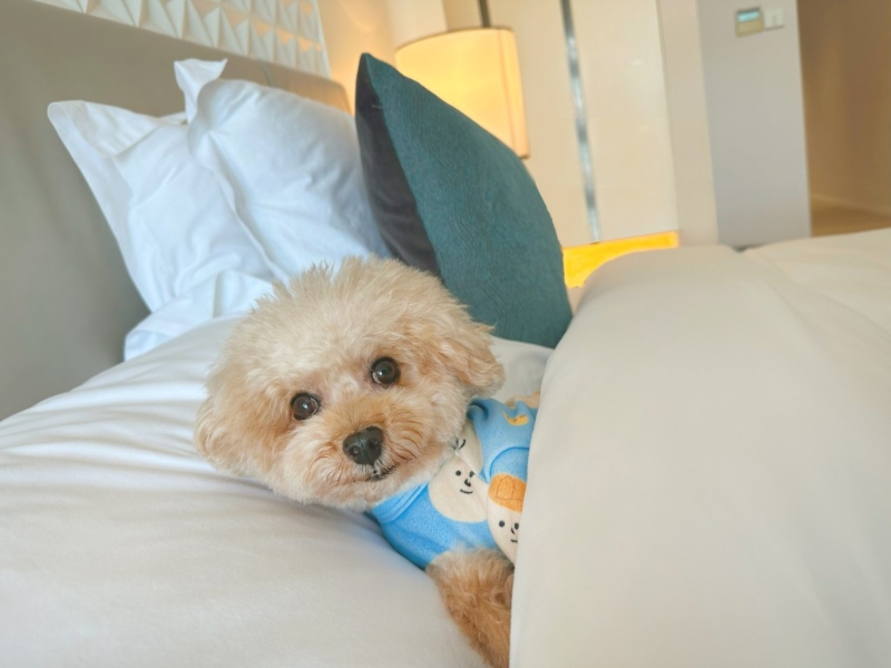 費用方面，每只寵物$350即可參加以上活動；于活動期間入住酒店，可享半價優(yōu)惠。