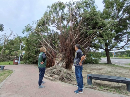 老樹(shù)倒塌 老樹(shù)倒塌