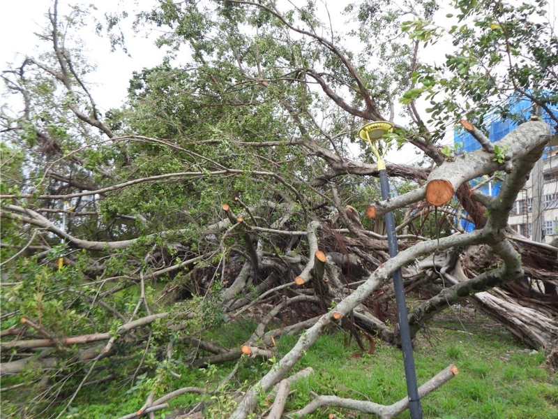 百年老樹 百年老樹