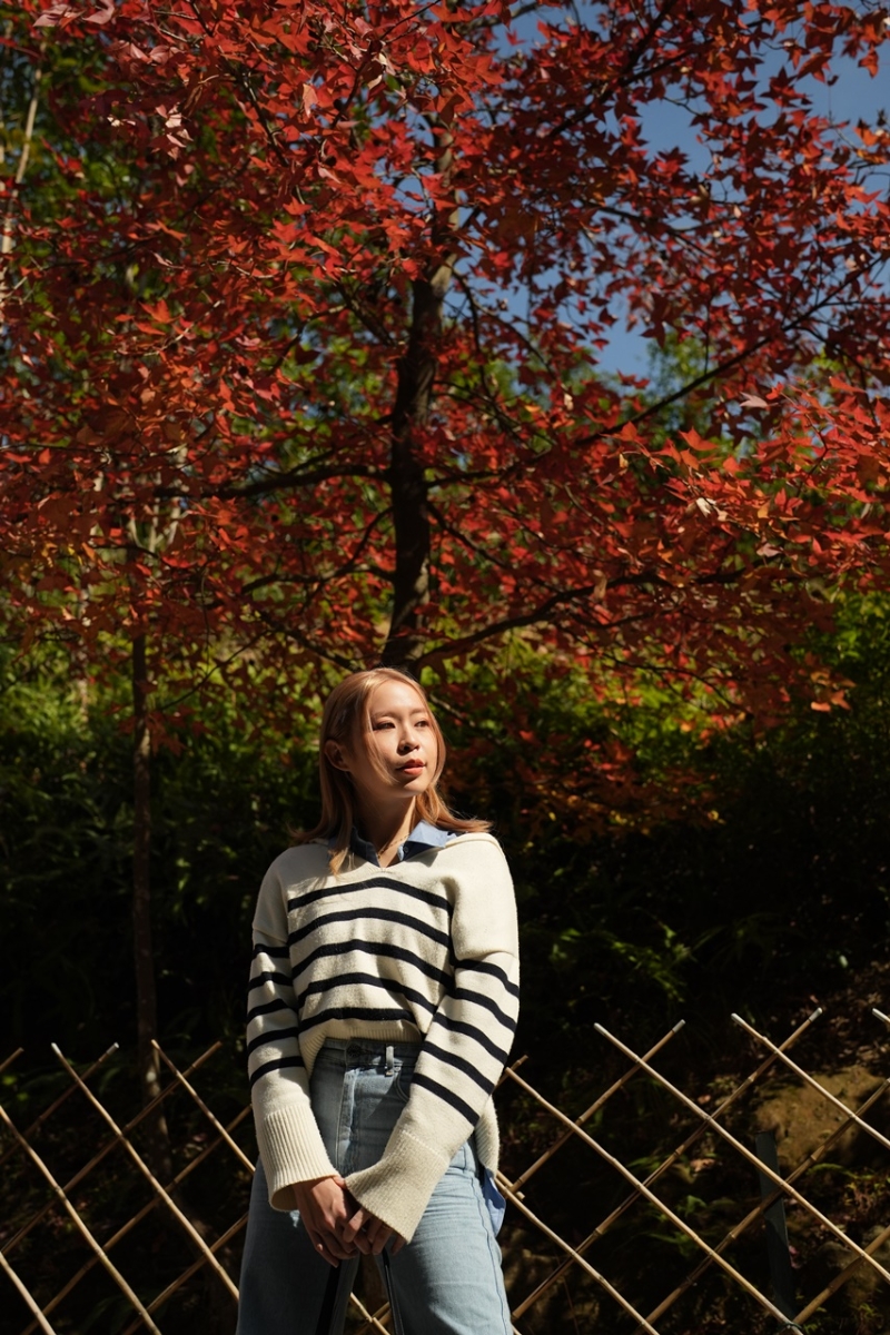 元朗大棠楓香林 元朗大棠楓香林