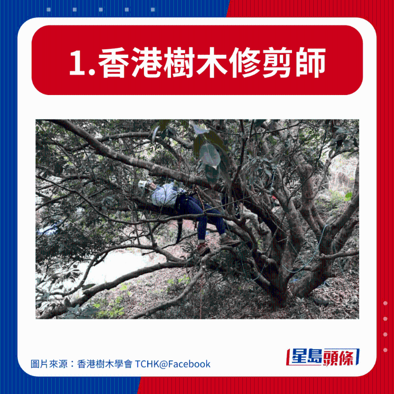 1.香港樹(shù)木修剪師