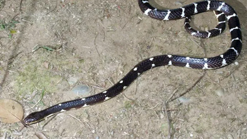 素貞環(huán)蛇一次性排出的毒素就可以毒死十幾個(gè)成年人。